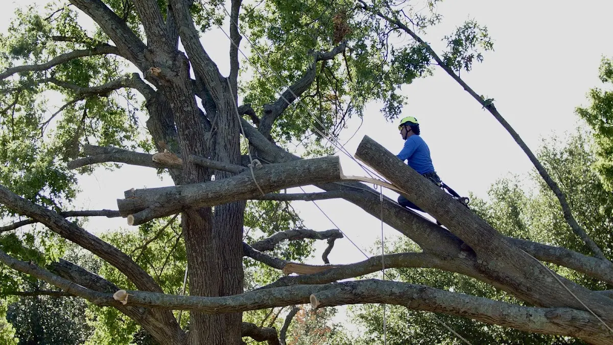 Professional Hazardous Tree Removal performed by certified arborists in Geddes
