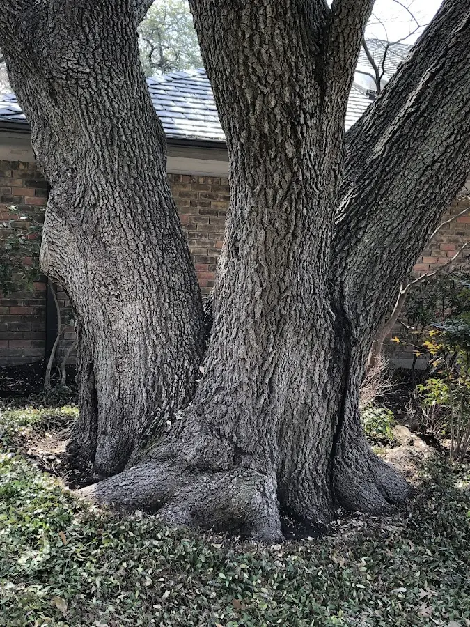 Mature heritage tree close to a Geddes property cared for by certified arborists